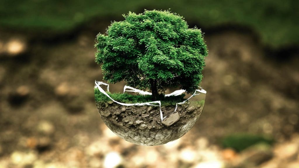 Umweltschutz Klimaschutz Baum