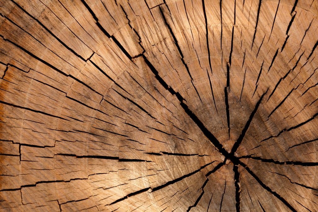 Baum Querschnitt © Pixabay 2020 / Foto: PublicDomainPictures