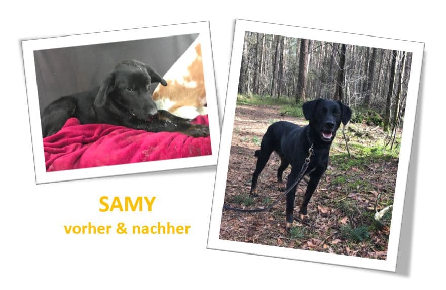 Samy © SpecialDogs e.V., Julia Krätschmer