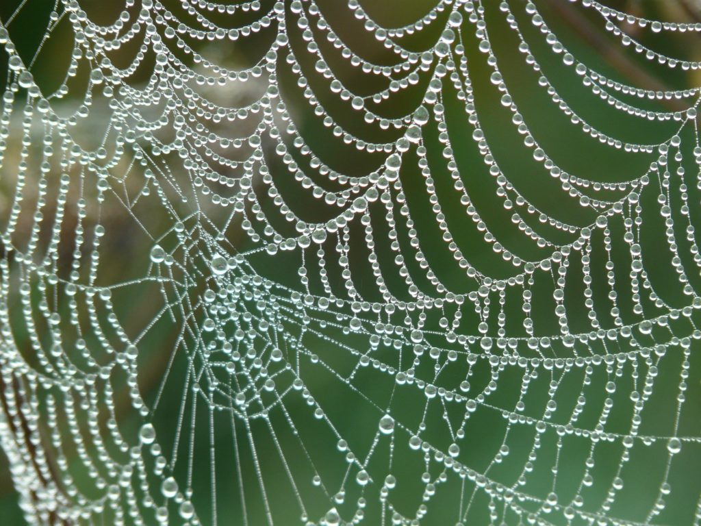 Spinnennetz © Pixabay 2020 / Foto: Hans
