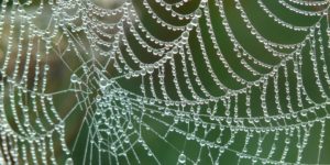 Spinnennetz © Pixabay 2020 / Foto: Hans
