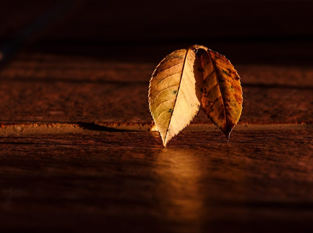 Blatt Herbst © Pixabay 2020 / Foto: stevepb