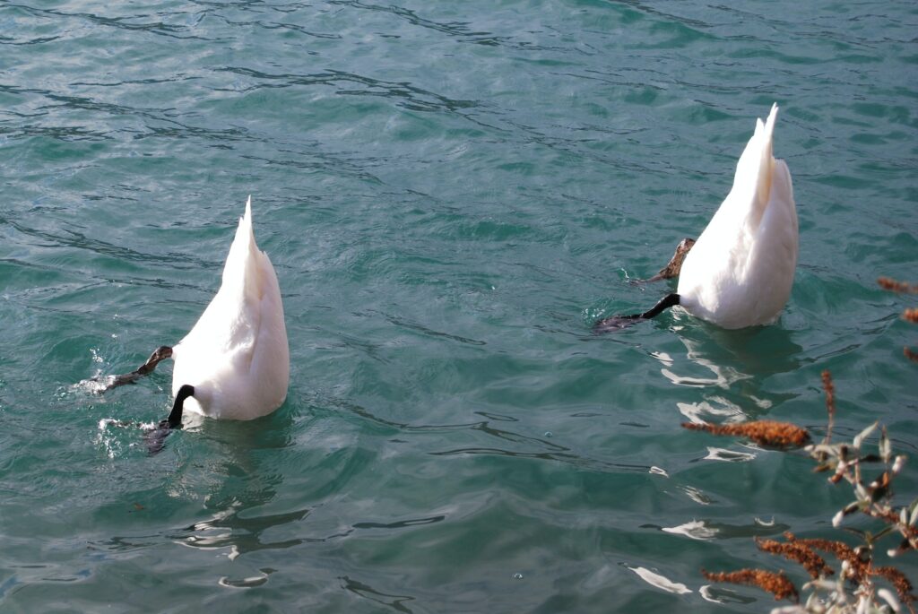 Zwei weiße gefiederte Tiere mit Kopf unter Wasser und Körper über Wasser. Verlegerbeteiligung