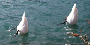 Zwei weiße gefiederte Tiere mit Kopf unter Wasser und Körper über Wasser. Verlegerbeteiligung