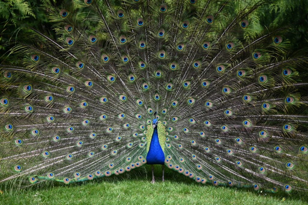 Ein Pfau mit aufgestellten Federn. Erfolge feiern