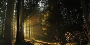 Die Sonne strahlt durch einen Wald Ökologisch-kritische Soziale Arbeit