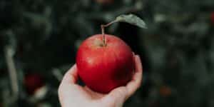 Eine Hand, die einen roten Apfel hält