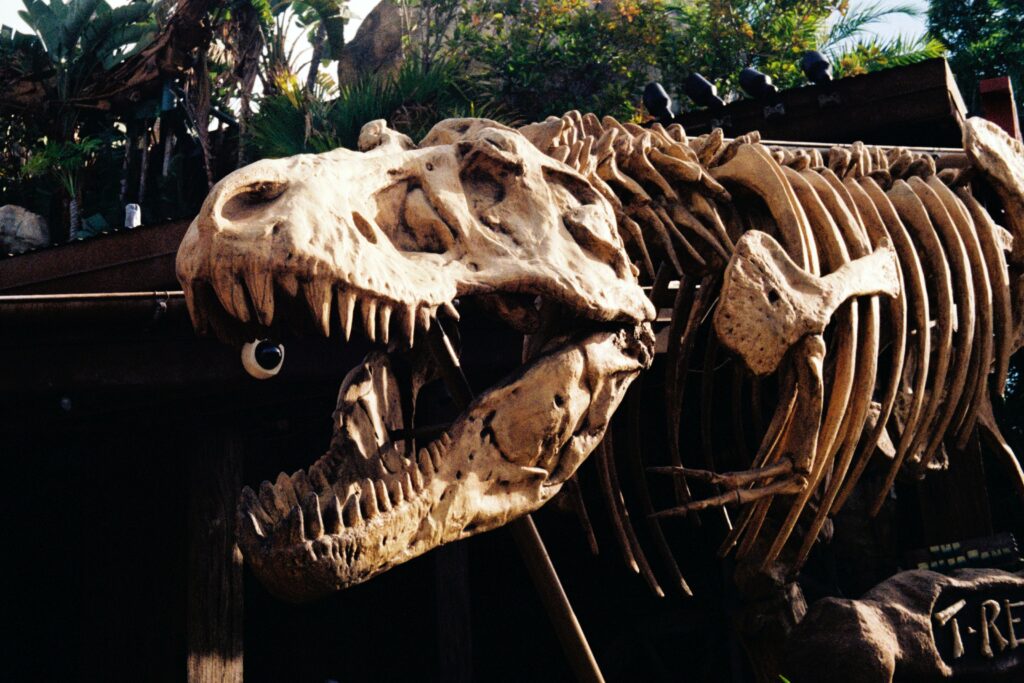 Skelett eines Tyrannosaurus Rex