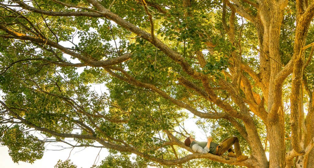 Mann auf Baum. EU-Entwaldungsverordnung