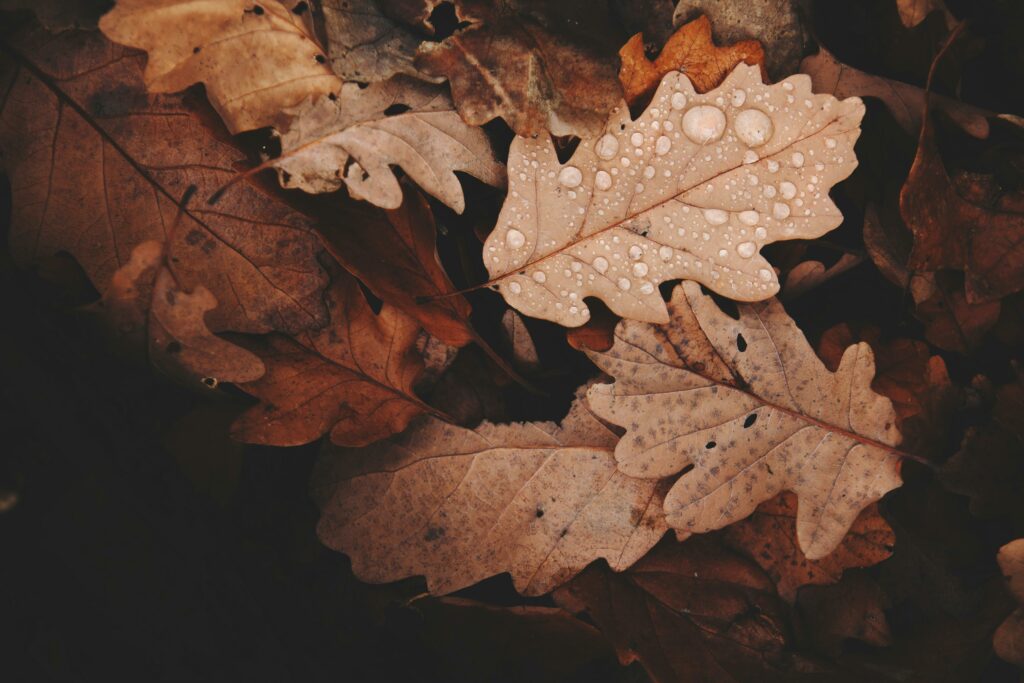 Herbstlaub. Nachruf Annette von Alemann